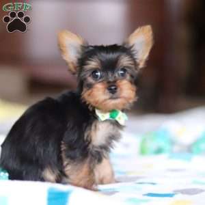 Dylan, Yorkie Puppy